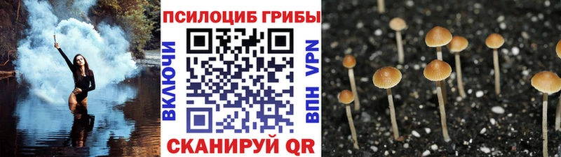 наркотики  Сосновый Бор  Галлюциногенные грибы Psilocybe 